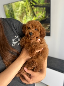 Невероятный мальчик той пудель red brown