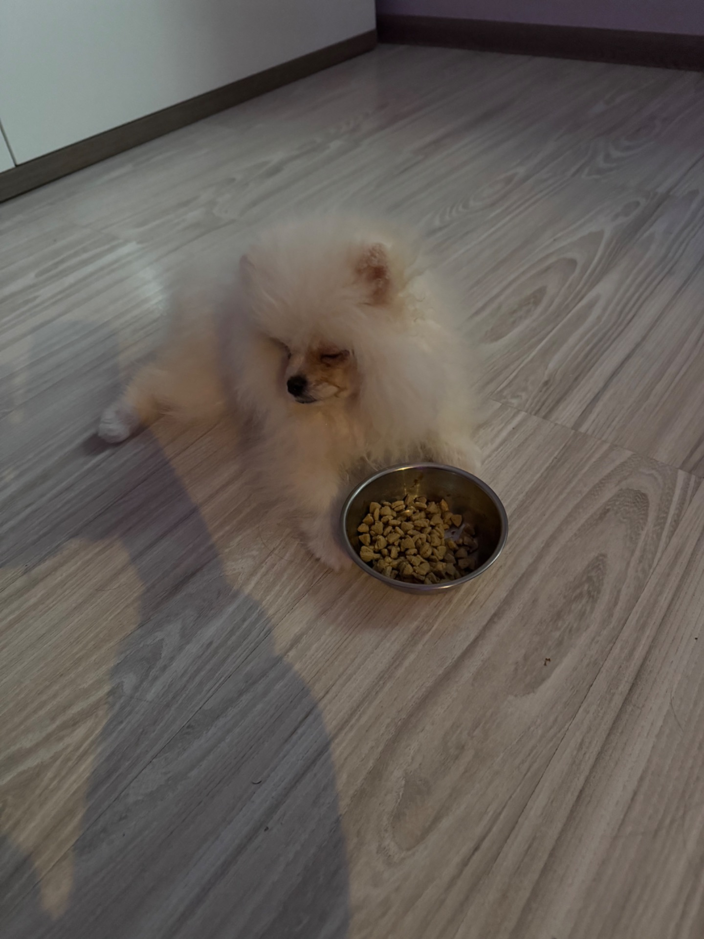 Померанський шпіц