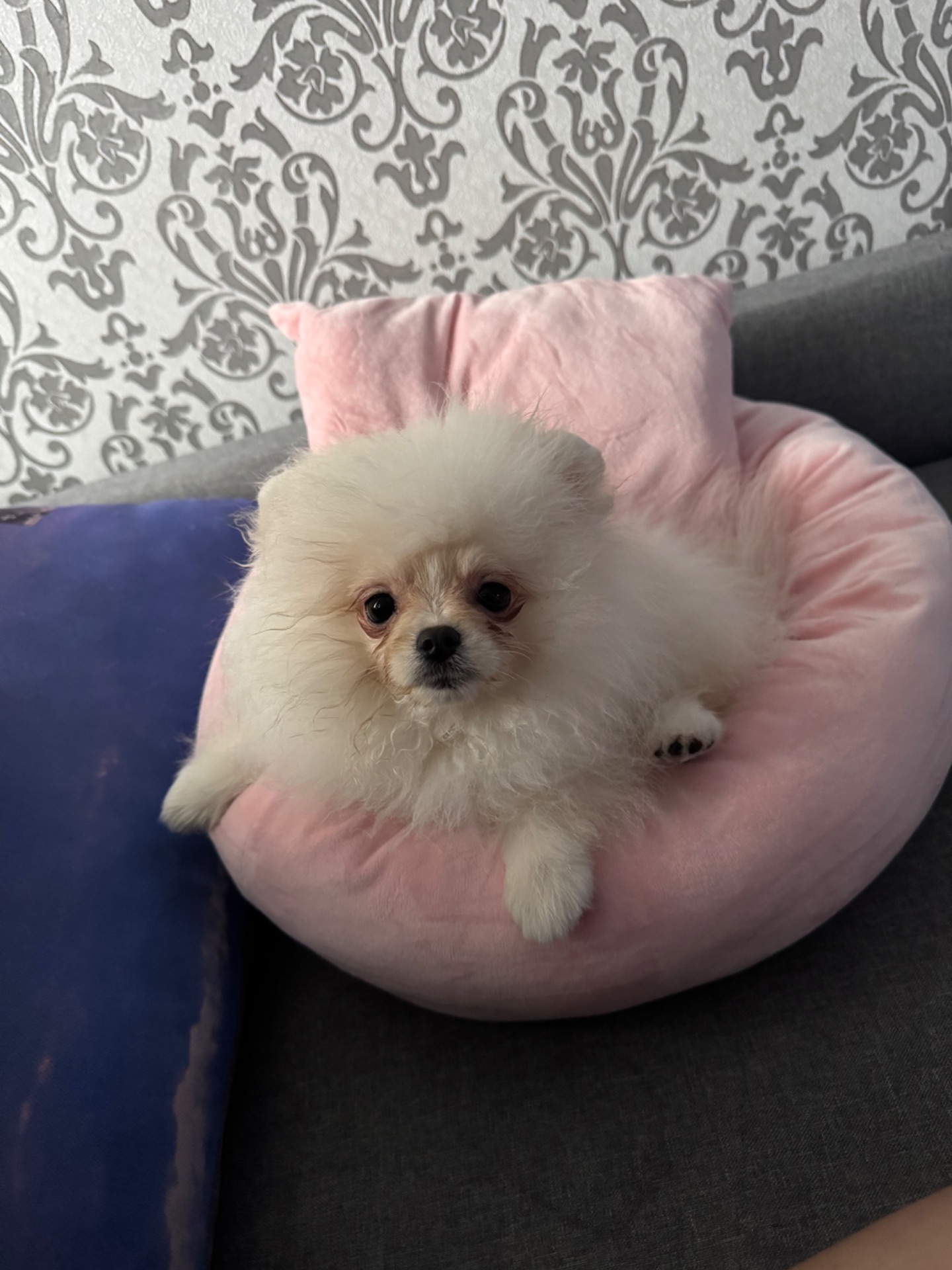 Померанський шпіц