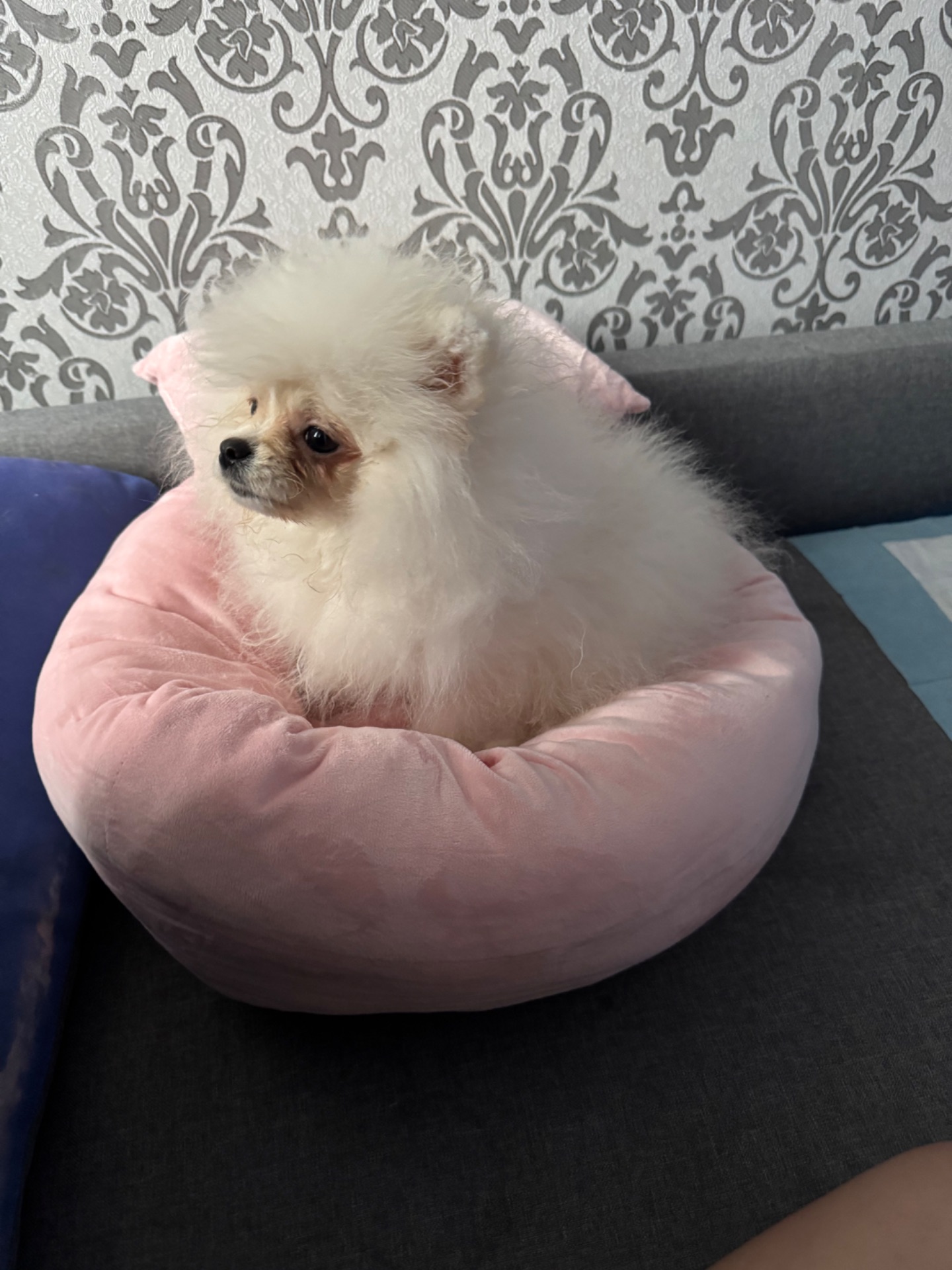 Померанський шпіц