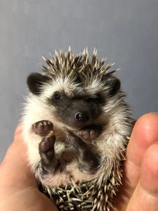 Три хлопчика шукають люблячі родини