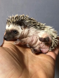 Три хлопчика шукають люблячі родини