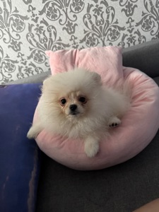 Померанський шпіц