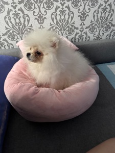 Померанський шпіц