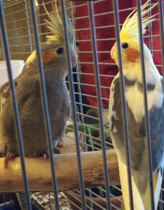 молодые Кореллы