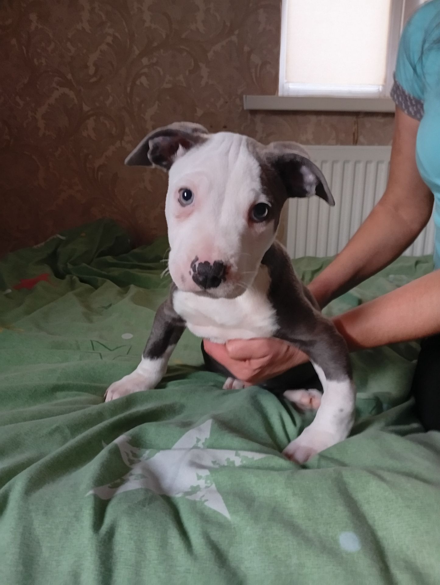 Стафоршидские терьеры