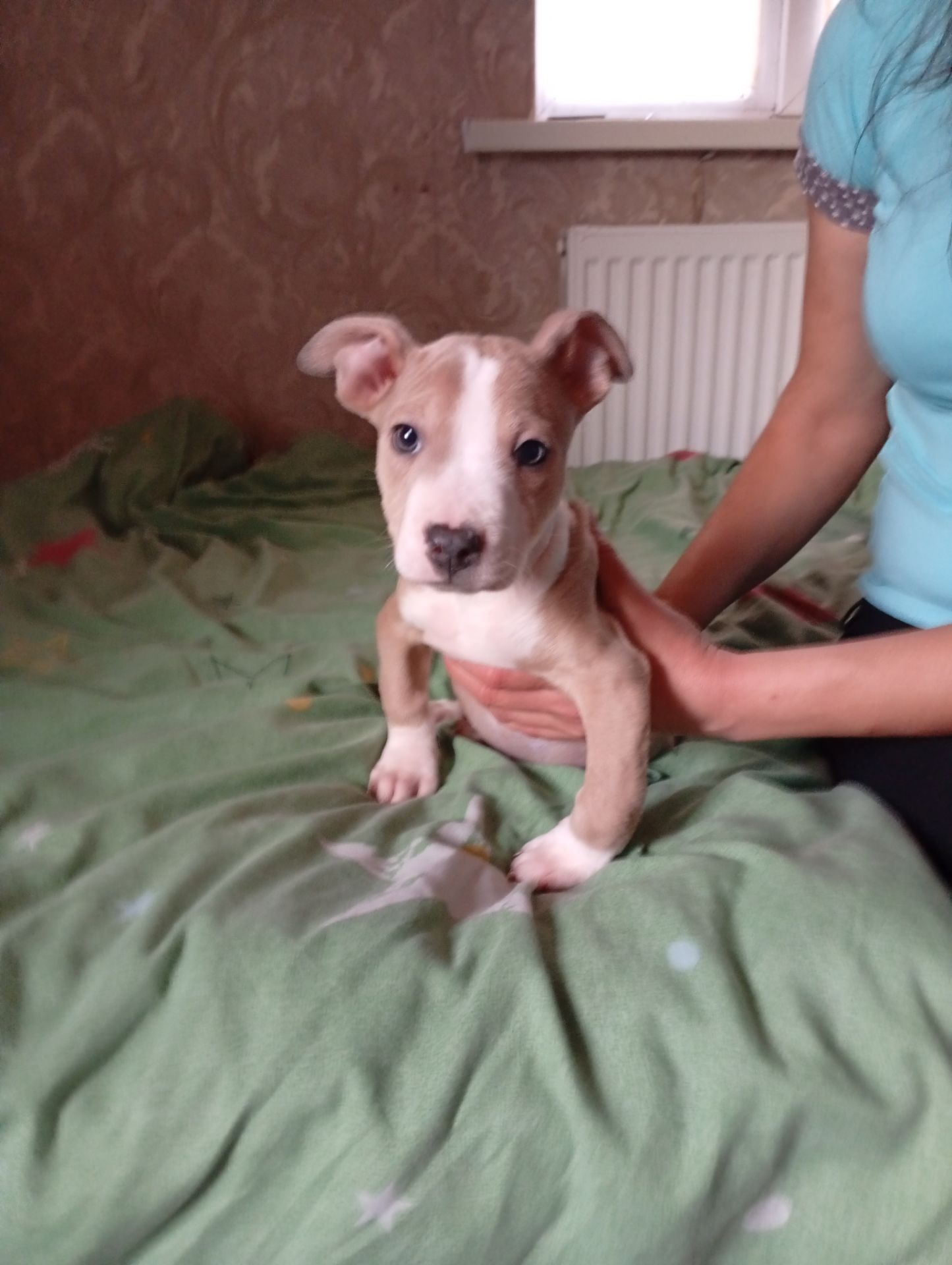 Стафоршидские терьеры