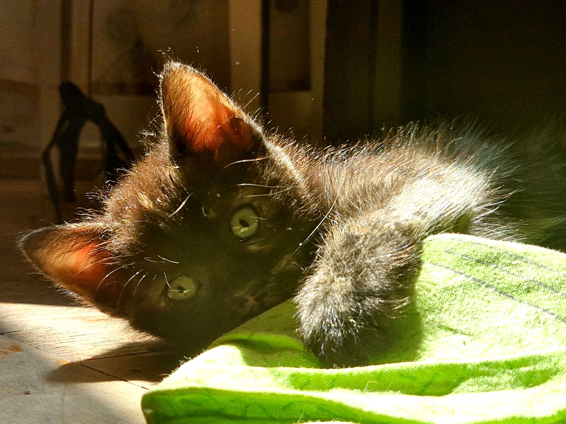 Балуване ласкаве шоколадне кошеня