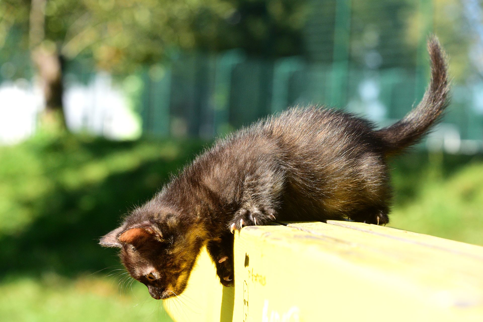 Балуване ласкаве шоколадне кошеня