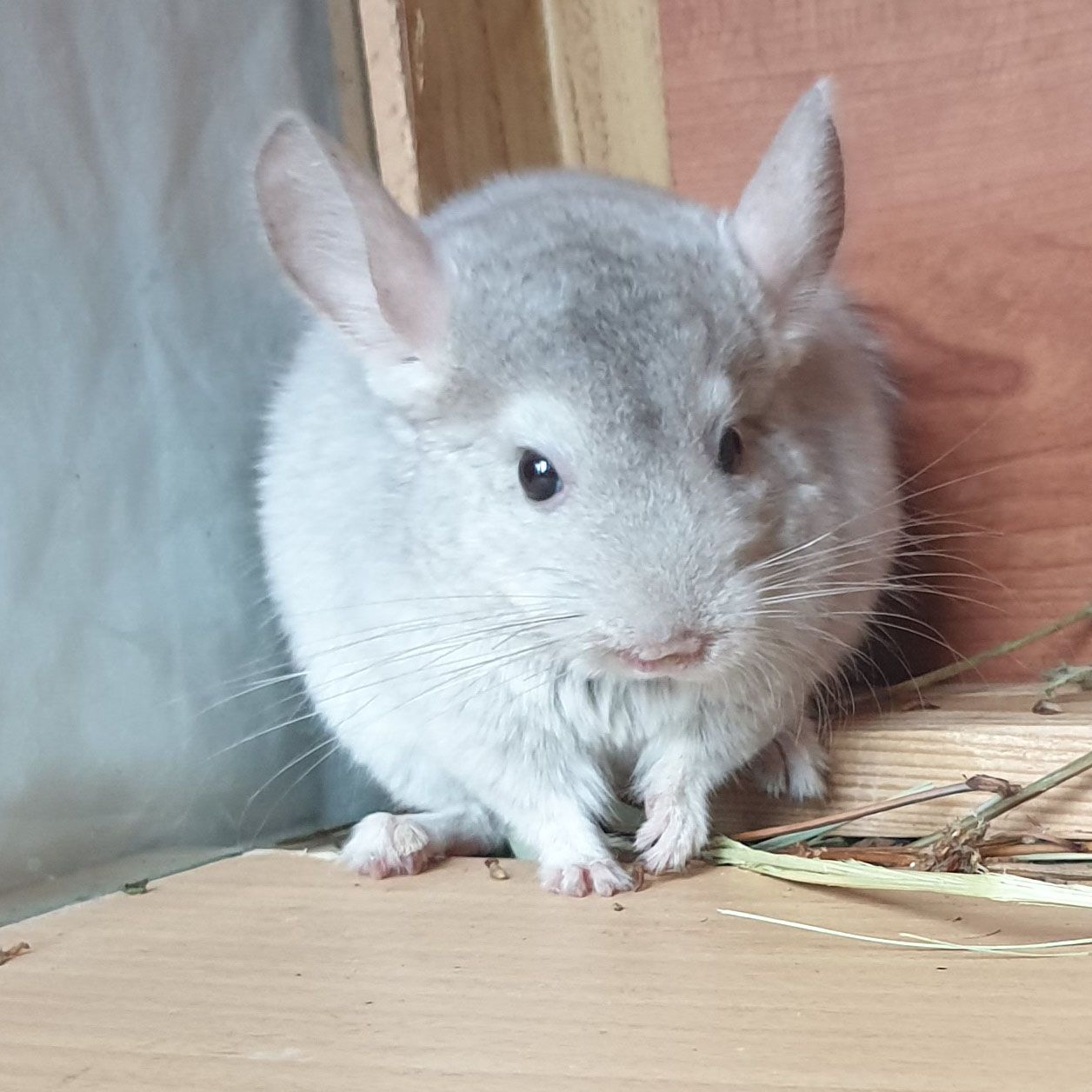 Маленький самец шиншиллы бежевый