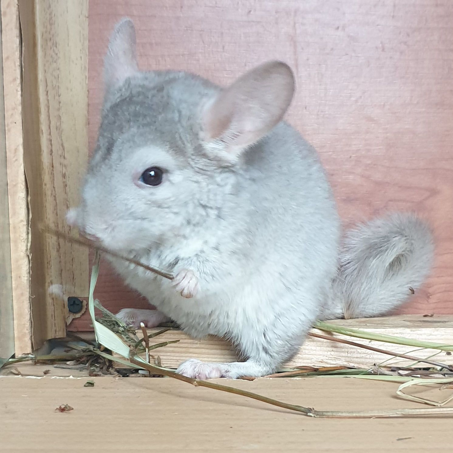 Маленький самец шиншиллы бежевый