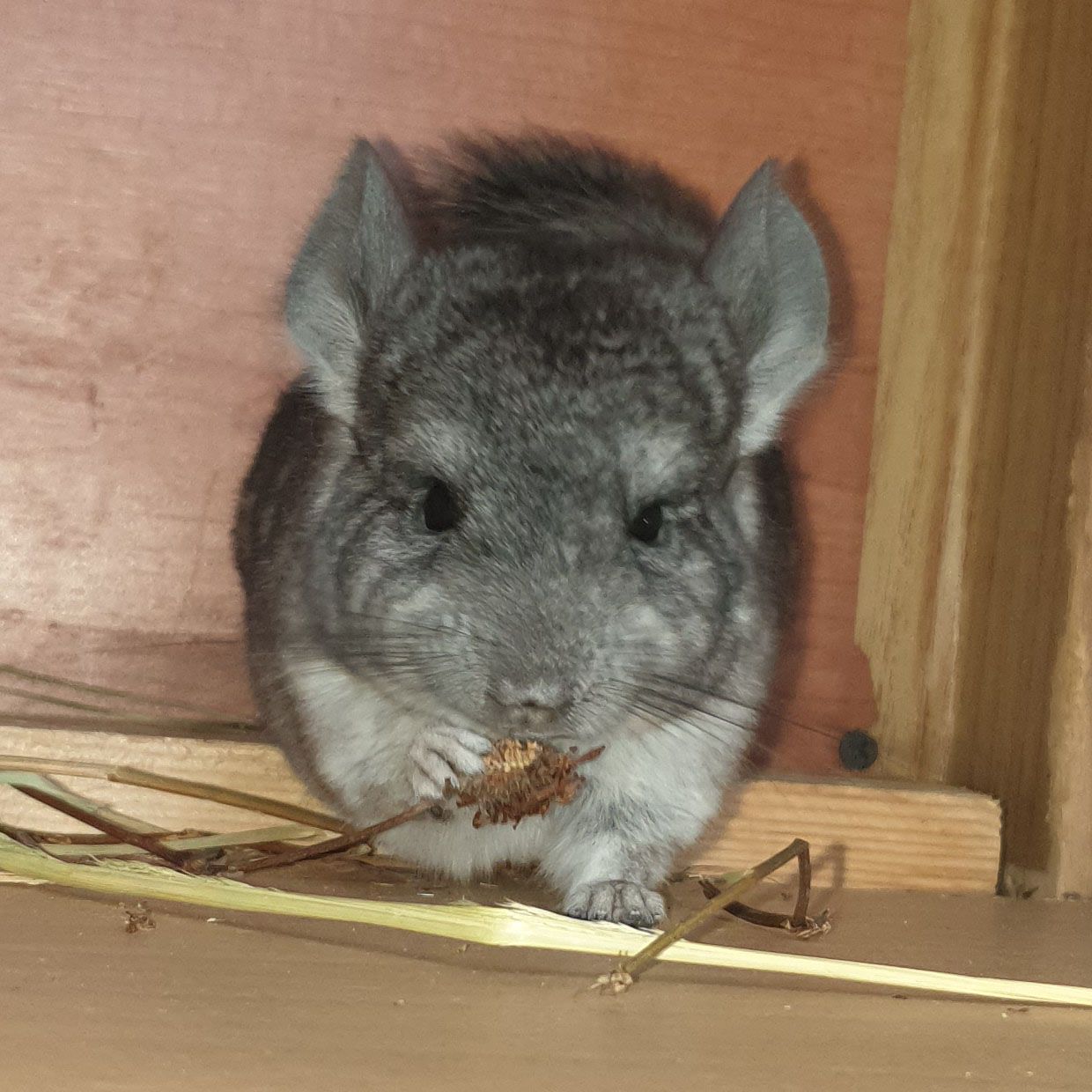 Маленький самец шиншиллы Стандарт носитель ангоры