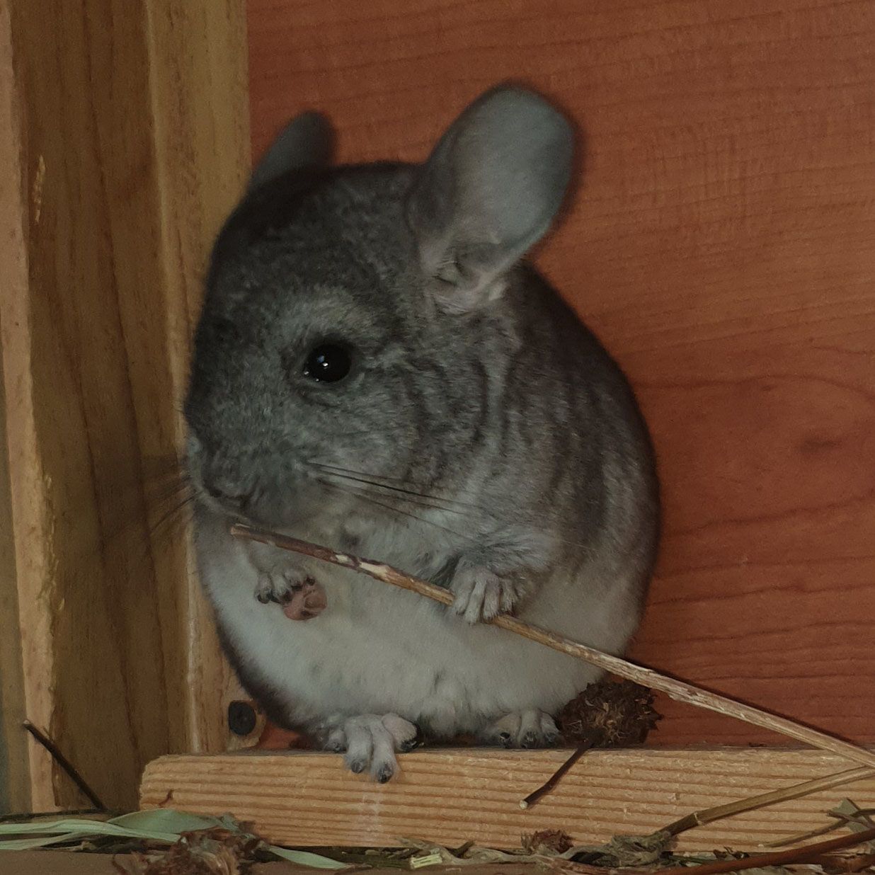 Маленький самец шиншиллы Стандарт носитель ангоры