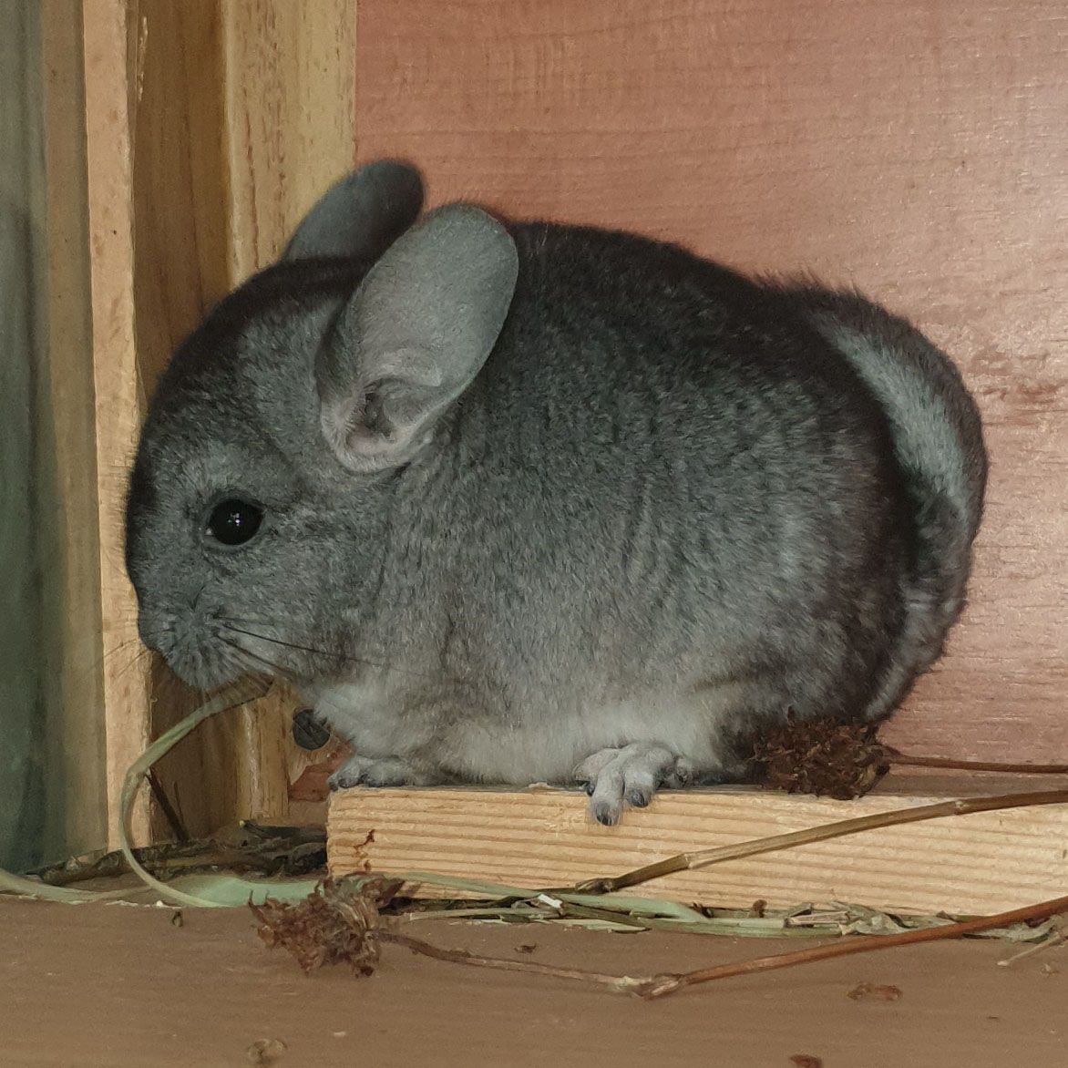 Маленький самец шиншиллы Стандарт носитель ангоры