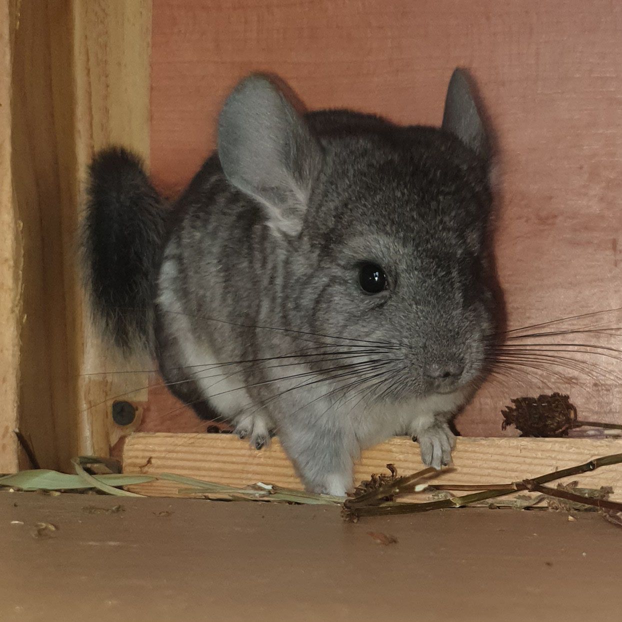 Маленький самец шиншиллы Стандарт носитель ангоры