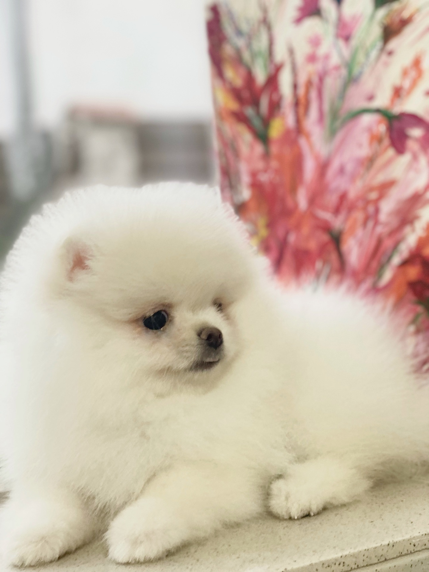 Померанський шпіц міні Хлопчик