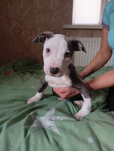 Стафоршидские терьеры