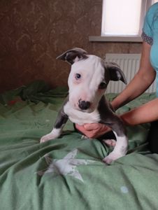 Стафоршидские терьеры