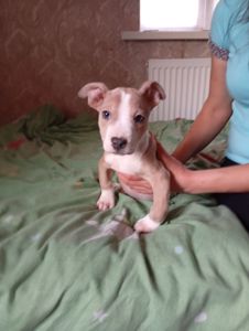 Стафоршидские терьеры