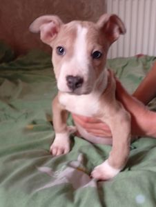 Стафоршидские терьеры