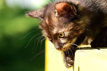 Балуване ласкаве шоколадне кошеня