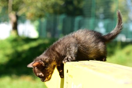 Балуване ласкаве шоколадне кошеня
