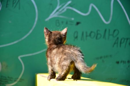 Балуване ласкаве шоколадне кошеня