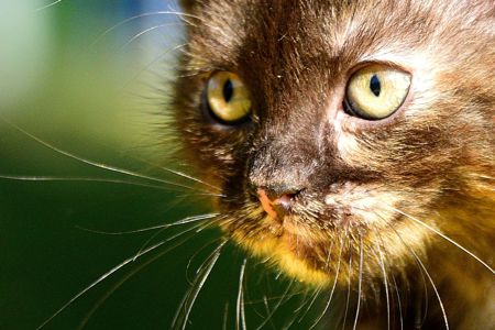 Балуване ласкаве шоколадне кошеня