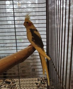 молодые Кореллы