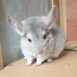 Маленький самец шиншиллы бежевый