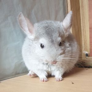 Маленький самец шиншиллы бежевый