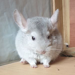 Маленький самец шиншиллы бежевый