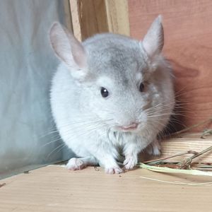 Маленький самец шиншиллы бежевый