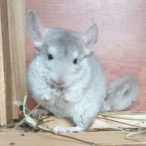 Маленький самец шиншиллы бежевый