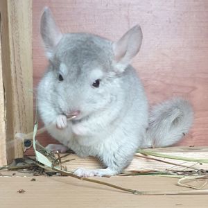 Маленький самец шиншиллы бежевый