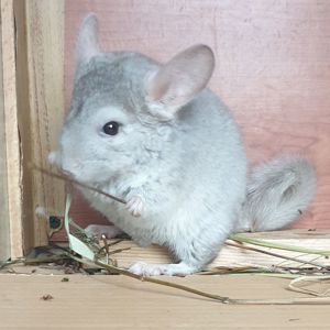 Маленький самец шиншиллы бежевый