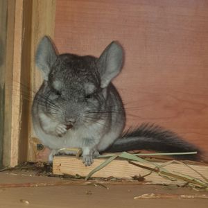 Маленький самец шиншиллы Стандарт носитель ангоры