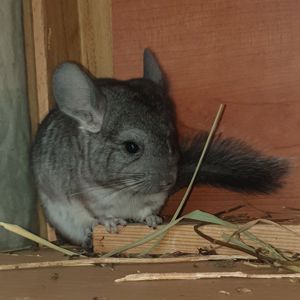 Маленький самец шиншиллы Стандарт носитель ангоры