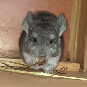 Маленький самец шиншиллы Стандарт носитель ангоры
