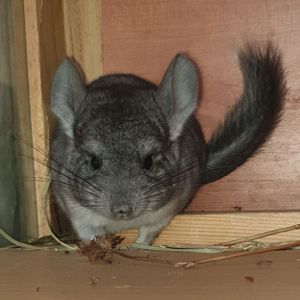 Маленький самец шиншиллы Стандарт носитель ангоры