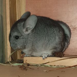 Маленький самец шиншиллы Стандарт носитель ангоры