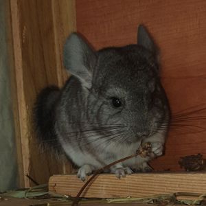 Маленький самец шиншиллы Стандарт носитель ангоры