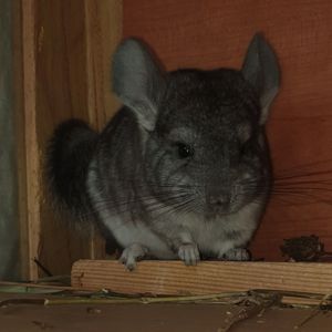Маленький самец шиншиллы Стандарт носитель ангоры