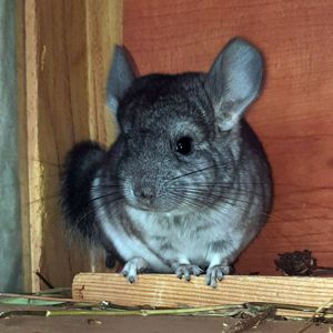 Маленький самец шиншиллы Стандарт носитель ангоры