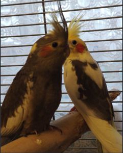 молодые Кореллы