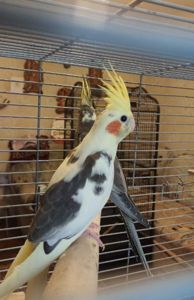 молодые Кореллы