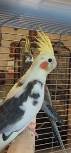 молодые Кореллы