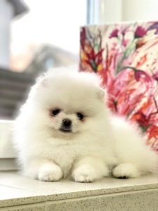 Померанський шпіц міні Хлопчик