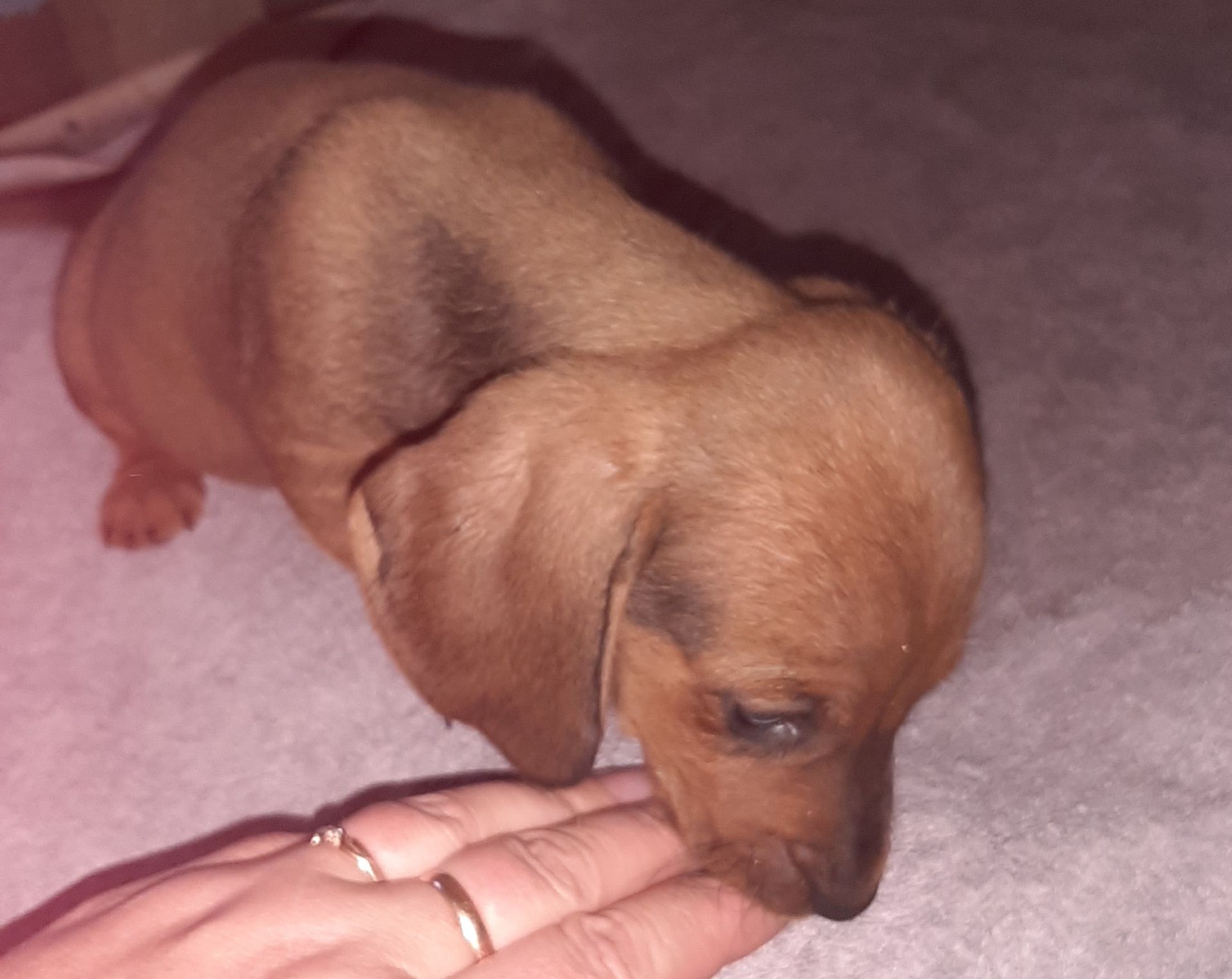 Цуценята такси