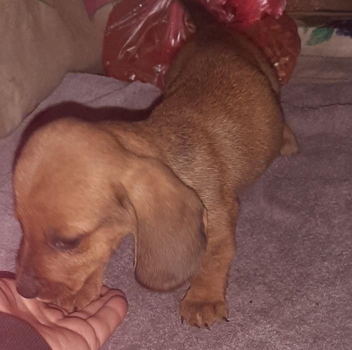 Цуценята такси